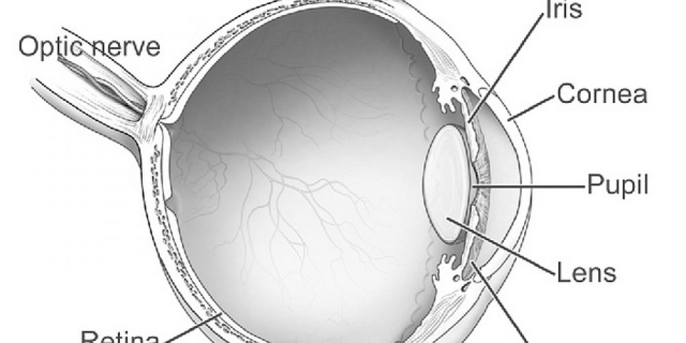 The role of telemedicine in retinopathy of prematurity is confirmed