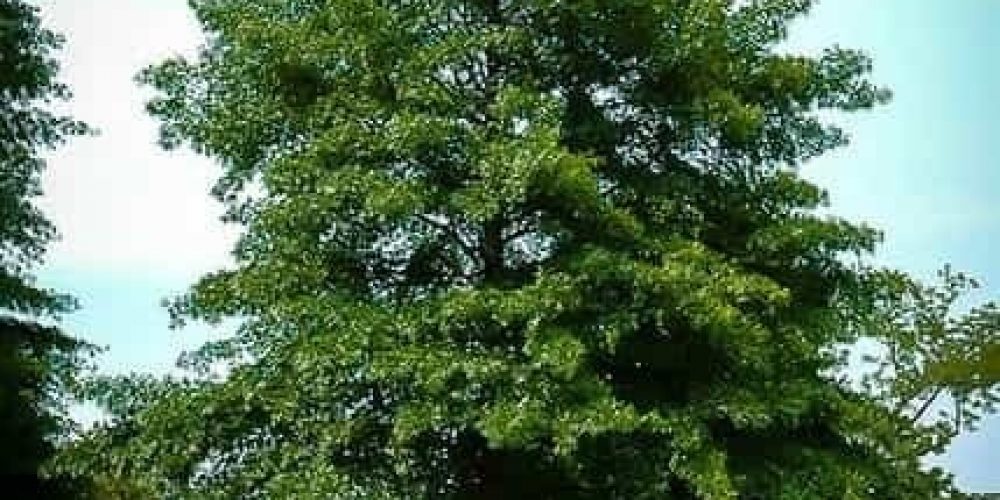 Know How Oak Trees Create Wonders In Your Life, Benefits and Importance